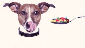 Guaranteeing the Longevity of Dogs and Cats