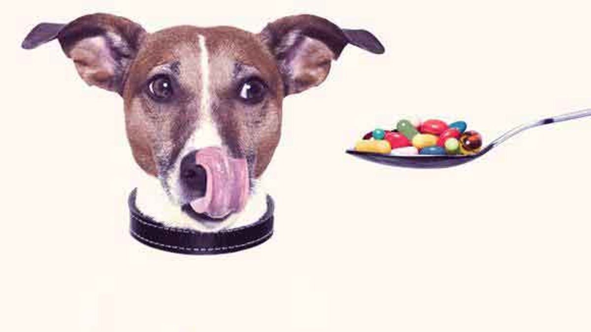 Guaranteeing the Longevity of Dogs and Cats